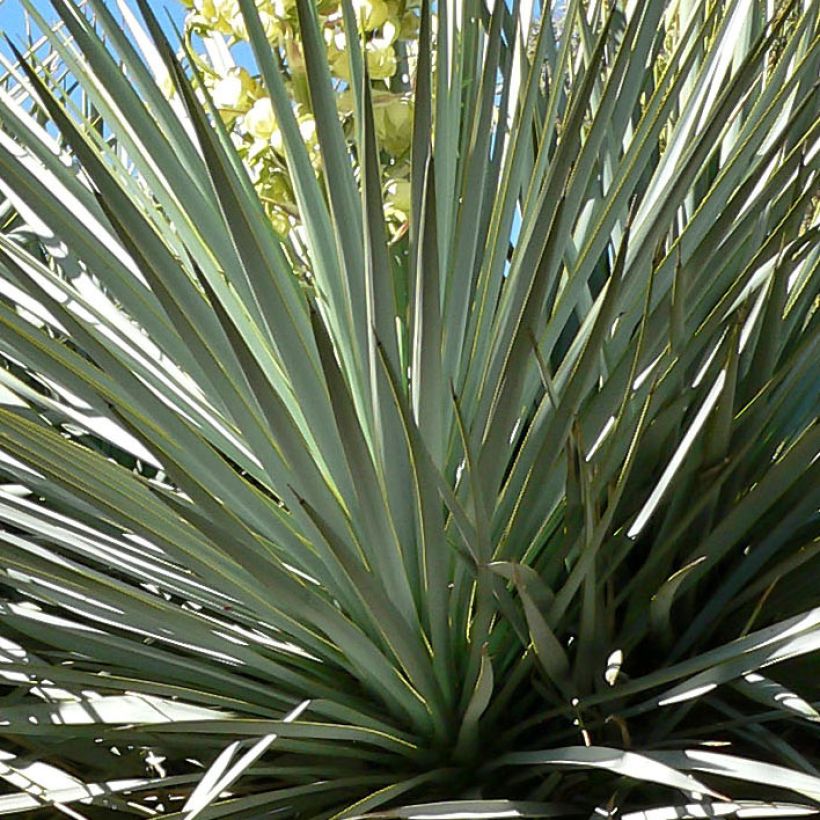 Yucca rigida - Yucca bleu (Foliage)