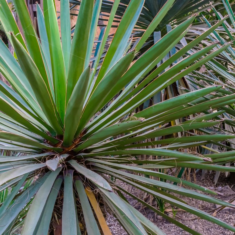 Yucca torreyi - Yucca de Torrey (Foliage)