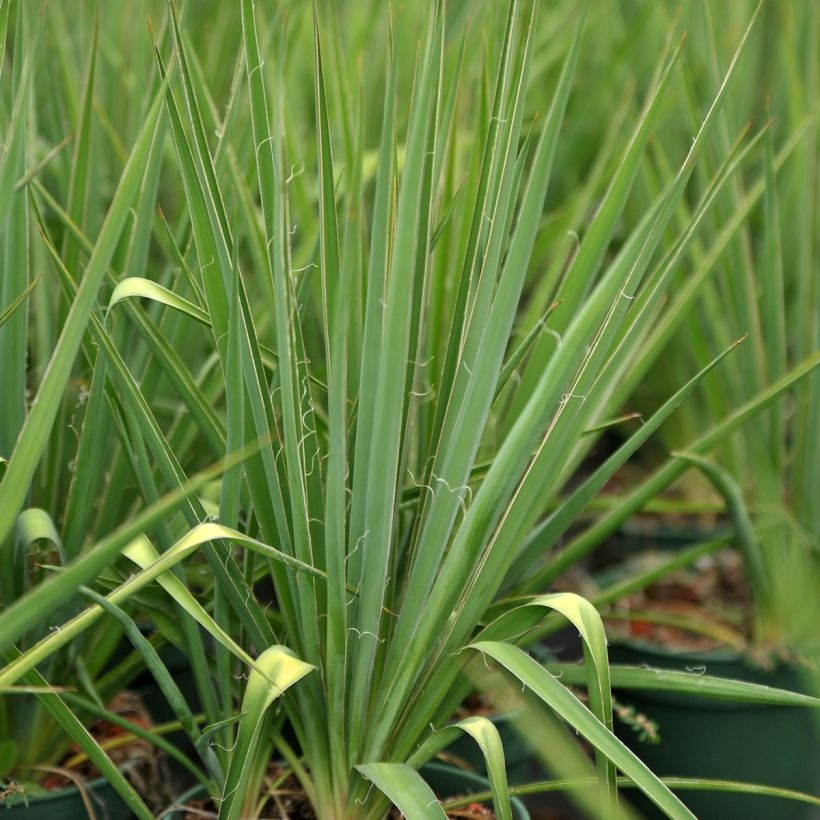 Yucca filamentosa (Foliage)
