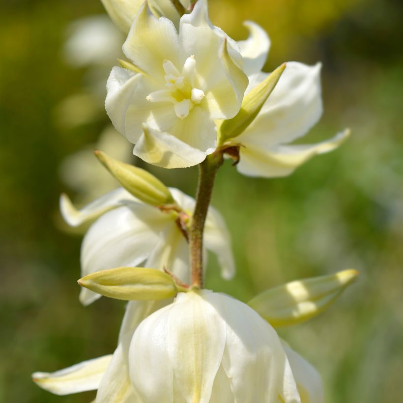 Yucca gloriosa Variegata - Dague espagnole (Flowering)