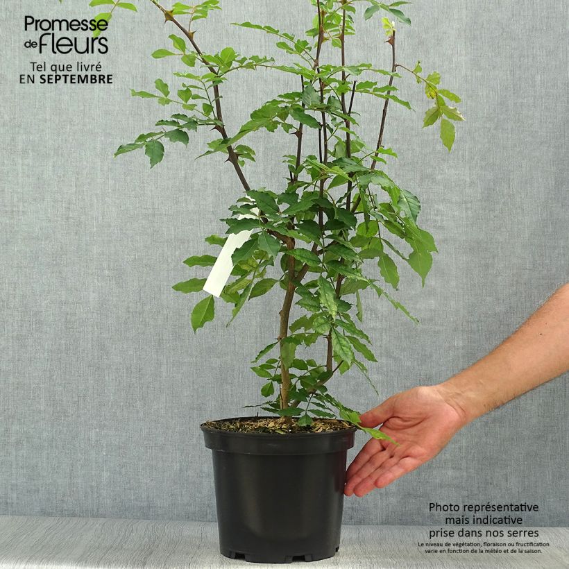 Example of Zanthoxylum americanum - Poivrier américain Pot de 4L/5L as you get in automne