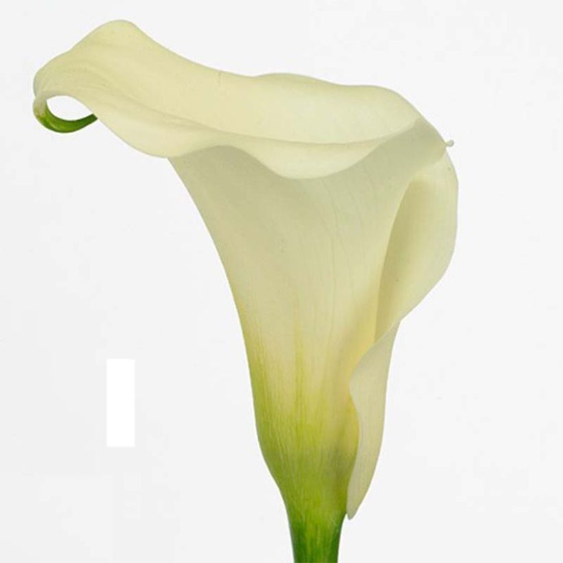 Arum ou Calla blanc crème - Zantedeschia Captain Marbella (Flowering)