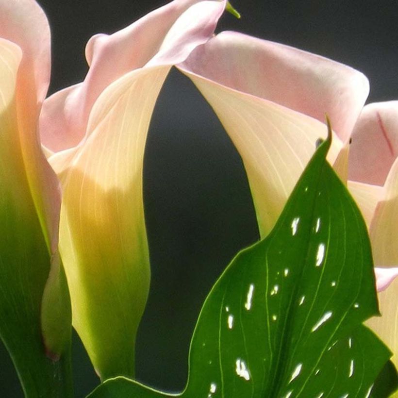 Arum ou Calla à fleurs rose tendre teinté de blanc - Zantedeschia Captain Marrero (Foliage)