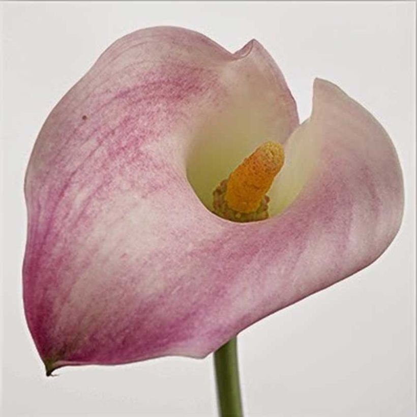 Arum ou Calla à fleurs rose tendre teinté de blanc - Zantedeschia Captain Marrero (Flowering)