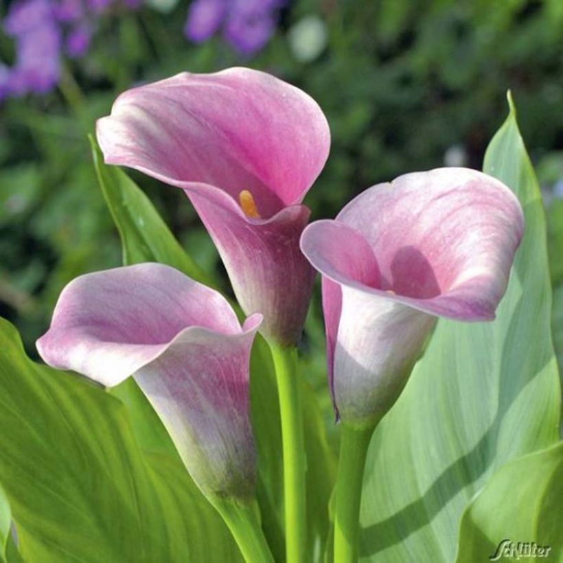 Arum ou Calla rose tendre - Zantedeschia Captain Melrose (Flowering)