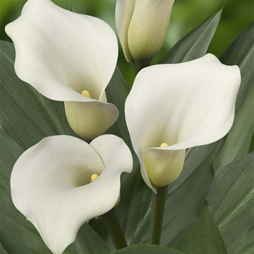 Arum ou Calla à fleurs blanc pur - Zantedeschia Captain Mirage (Flowering)