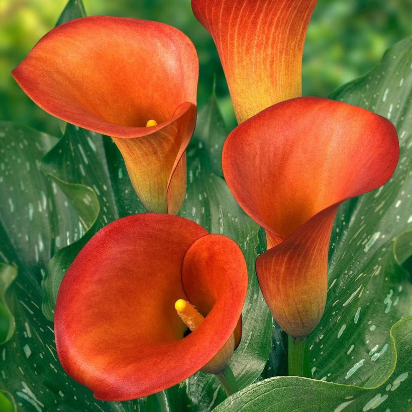 Arum ou Calla à fleurs orange foncé lavé de rouge carmin - Zantedeschia Captain Murano (Flowering)