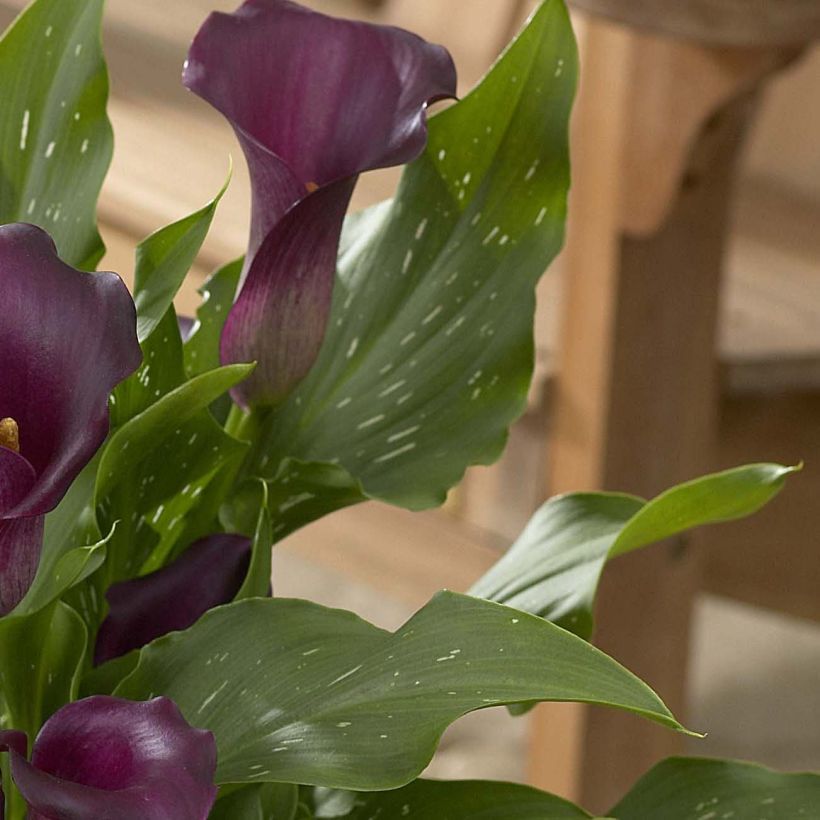 Arum ou Calla à fleurs violet sombre - Zantedeschia Captain Reno (Foliage)