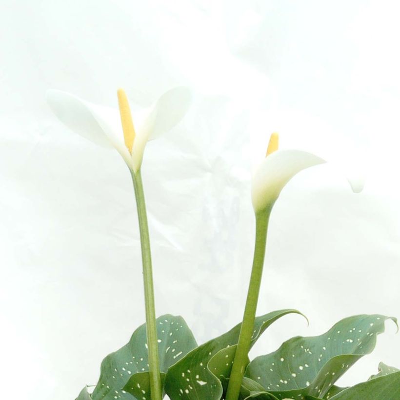 Zantedeschia aethiopica Prince Amaël - Arum d'Ethiopie au feuillage panaché (Flowering)