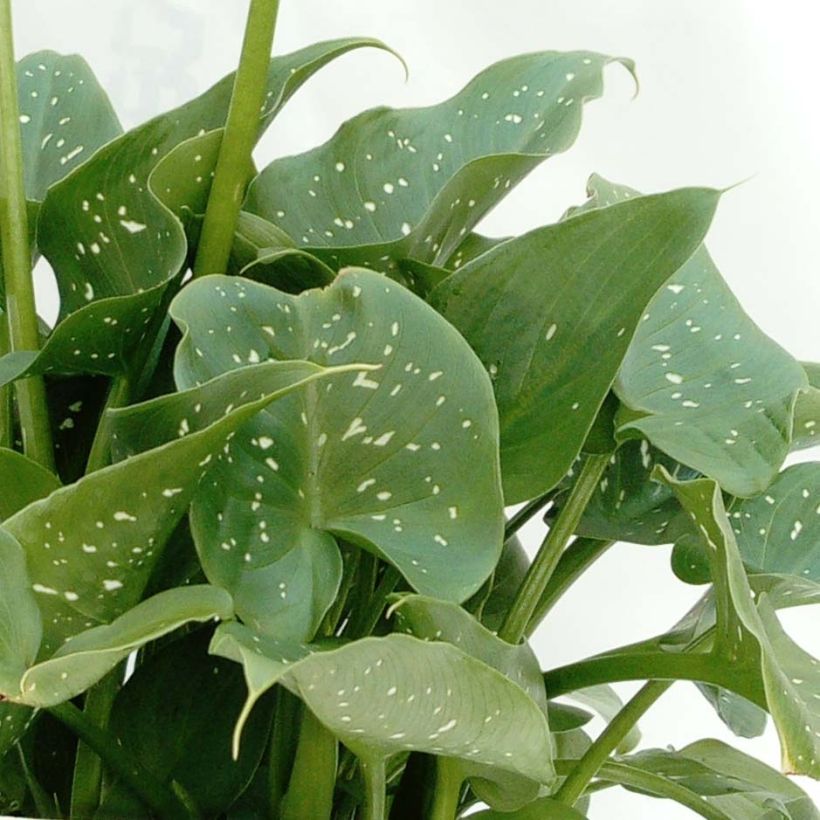 Zantedeschia aethiopica Prince Amaël - Arum d'Ethiopie au feuillage panaché (Foliage)