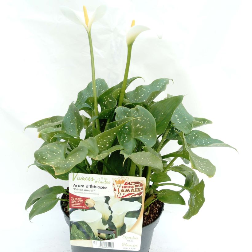 Zantedeschia aethiopica Prince Amaël - Arum d'Ethiopie au feuillage panaché (Plant habit)