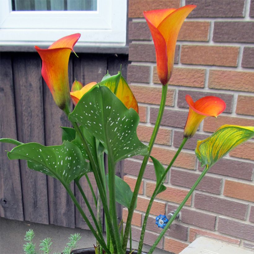 Arum ou Calla jaune virant au rouge - Zantedeschia Flame  (Plant habit)