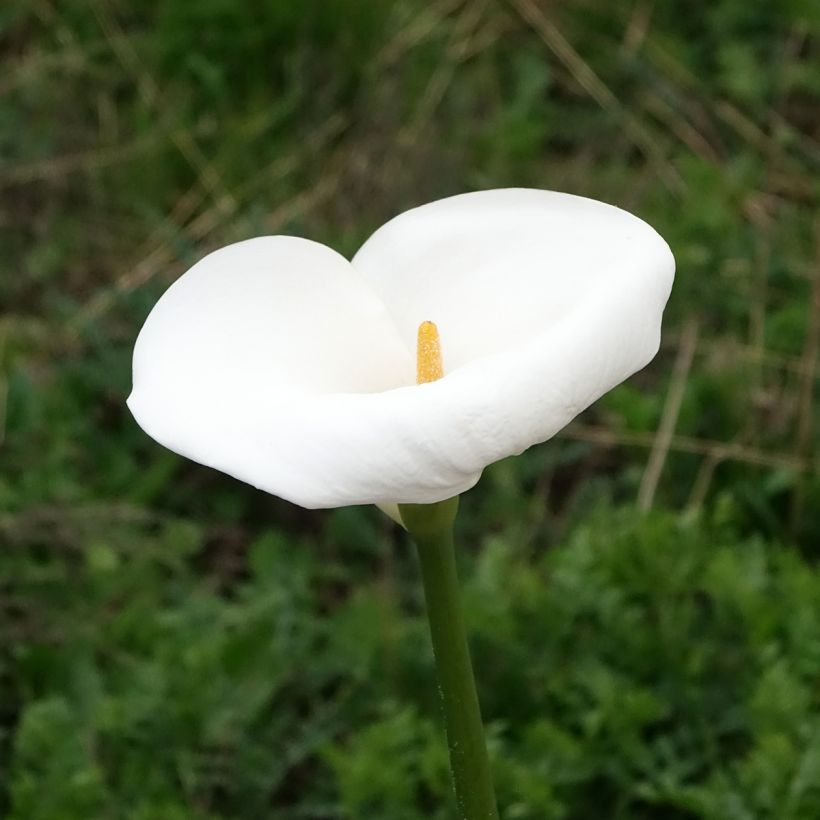 Zantedeschia aethiopica Himalaya - Arum d'Ethiopie géant (Flowering)