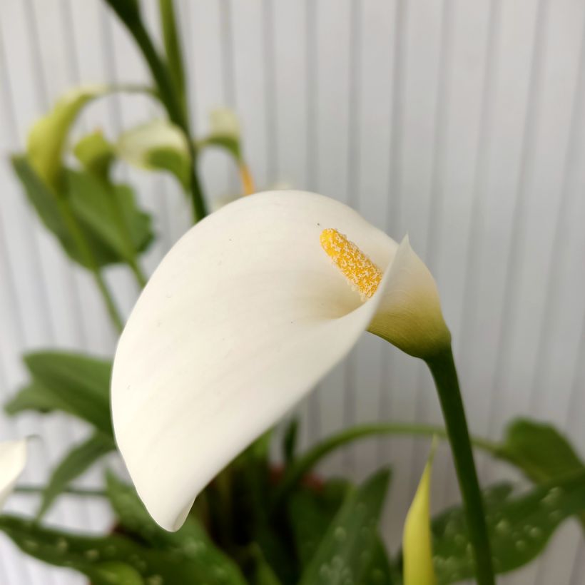 Zantedeschia aethiopica Scented Lady - Arum d'Ethiopie (Flowering)