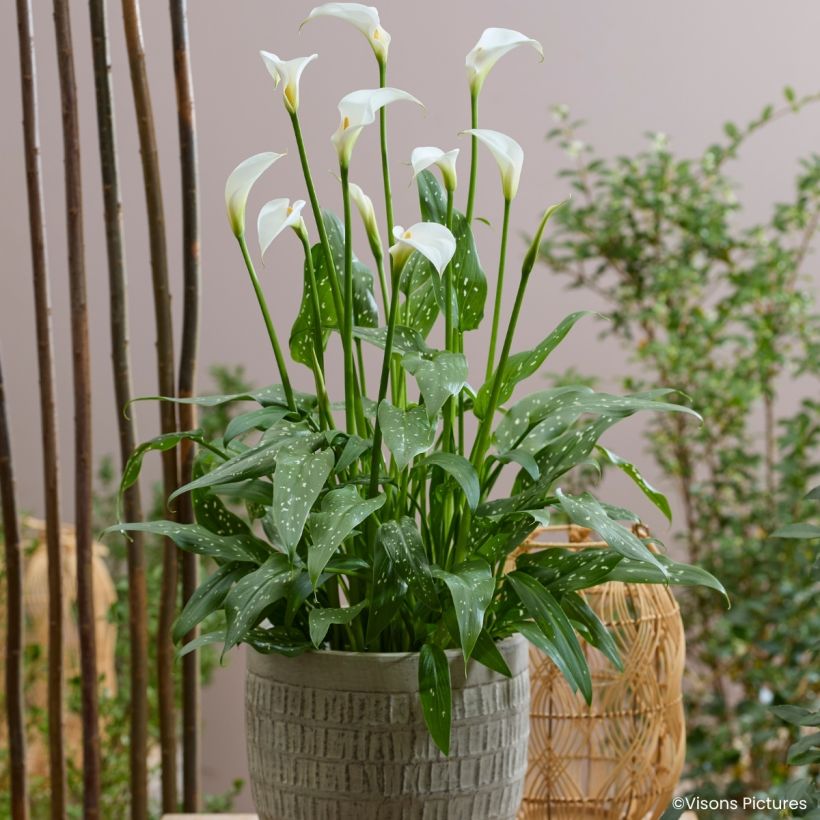 Zantedeschia aethiopica Scented Lady - Arum d'Ethiopie (Plant habit)
