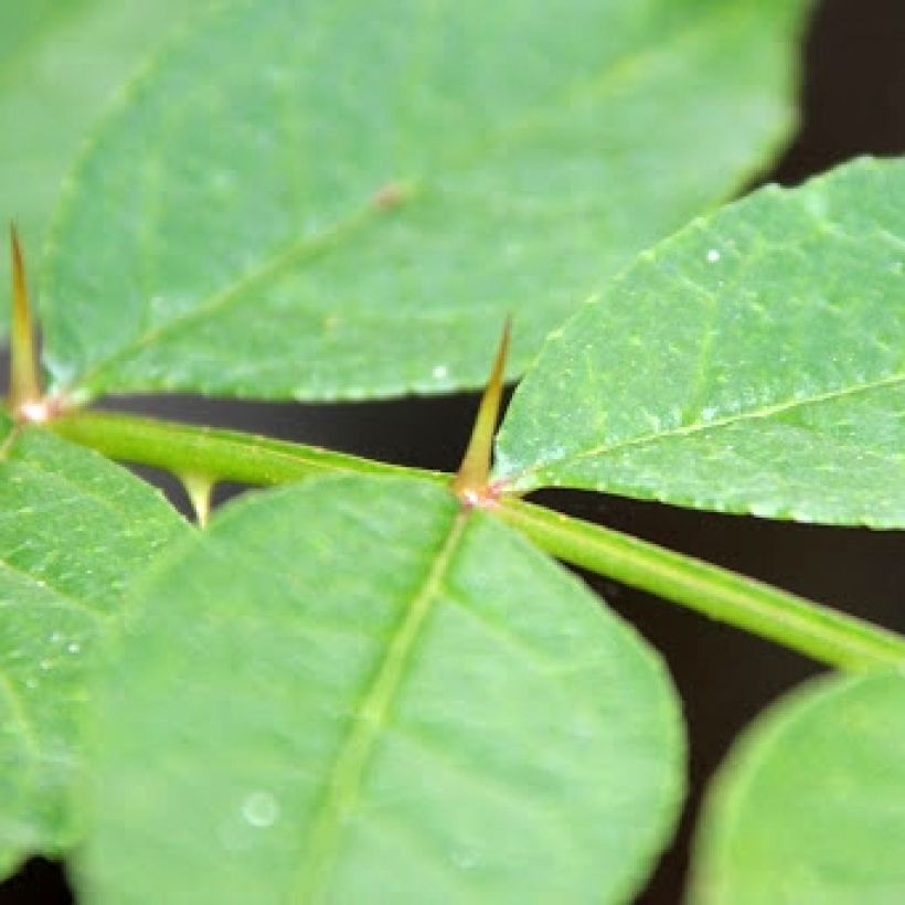 Zanthoxylum coreanum - Poivrier coréen (Foliage)