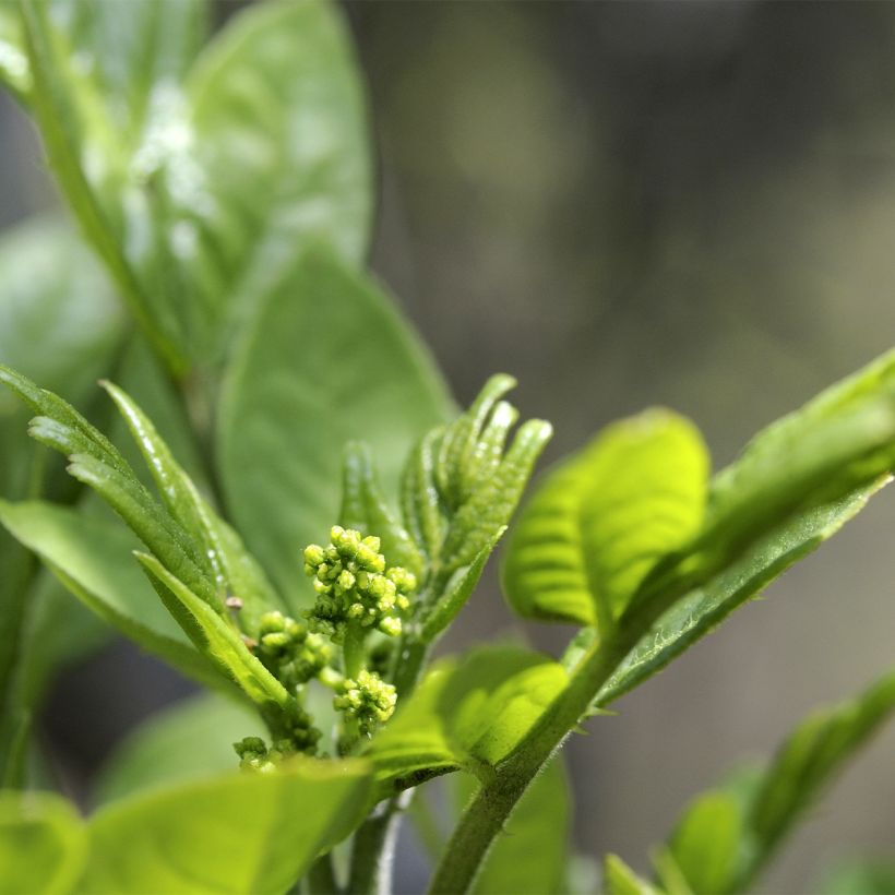 Zanthoxylum coreanum - Poivrier coréen (Flowering)