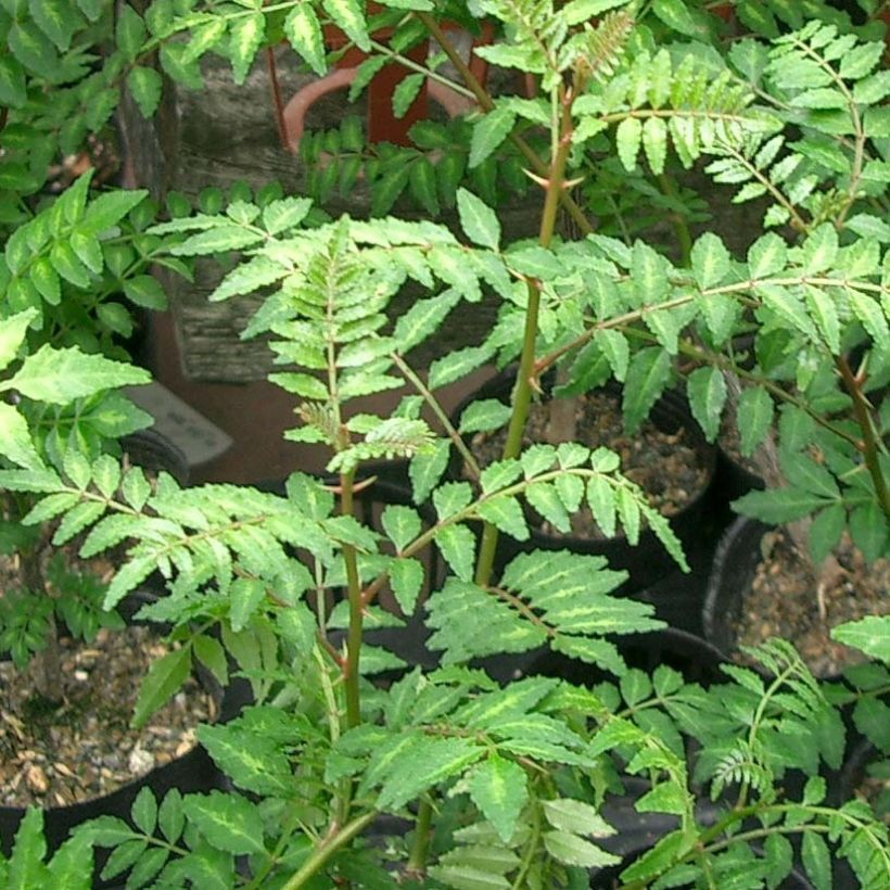 Zanthoxylum piperitum - Poivrier du Sichuan (Foliage)