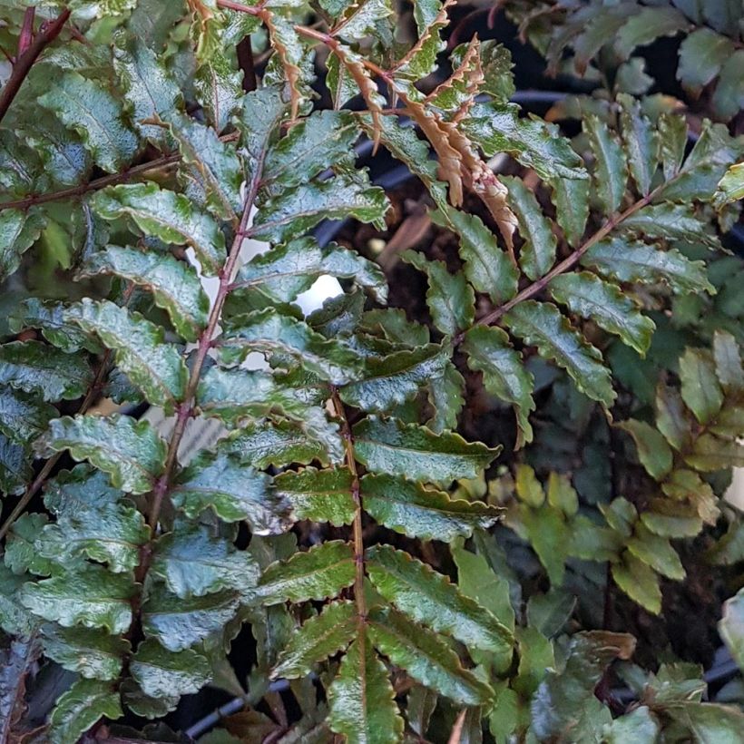 Zanthoxylum piperitum Black Magic - Poivrier de Chine (Foliage)