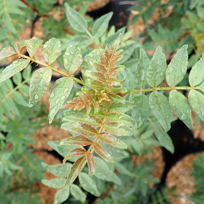 Zanthoxylum schinifolium - Poivrier de Sansho (Foliage)