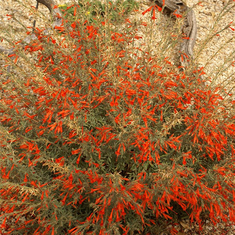 Fuchsia de Californie - Zauschneria californica (Flowering)
