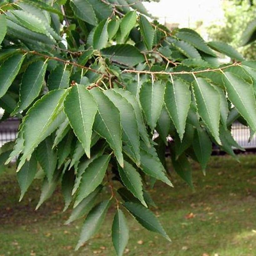 Zelkova serrata - Orme de Sibérie (Foliage)