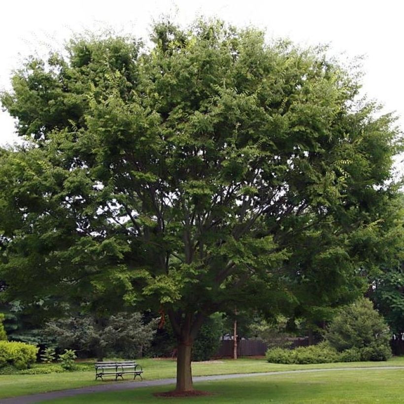 Zelkova serrata - Orme de Sibérie (Plant habit)