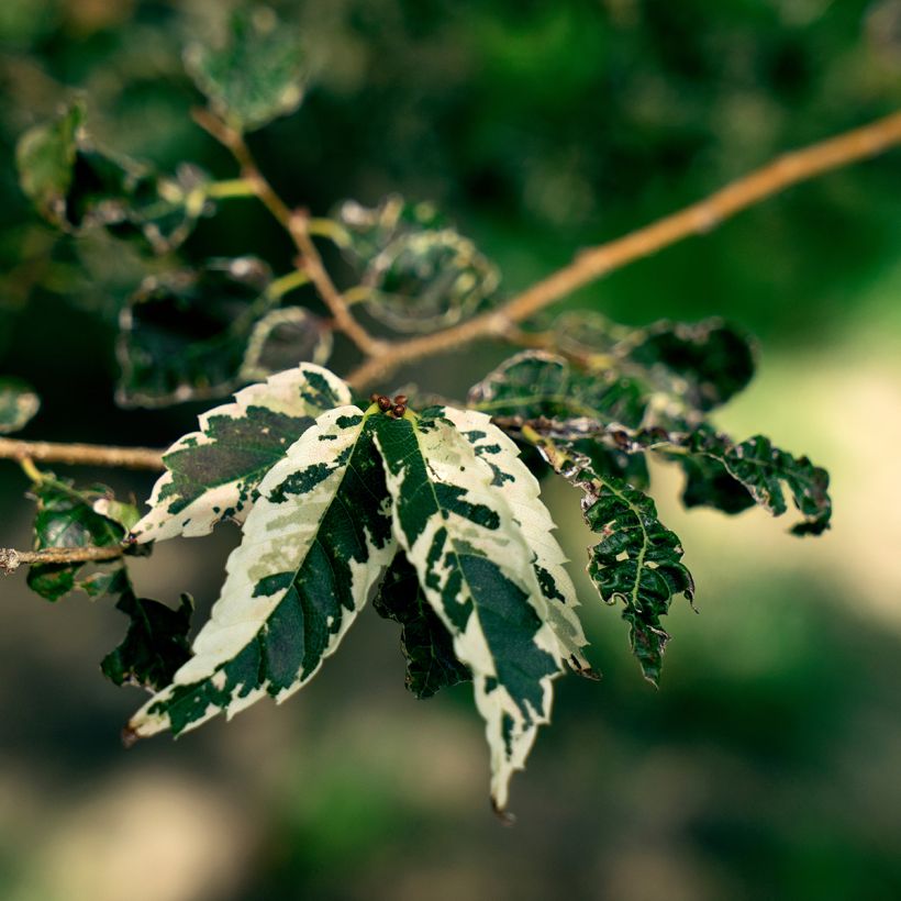 Zelkova serrata Variegata - Zelkova du Japon panaché (Foliage)