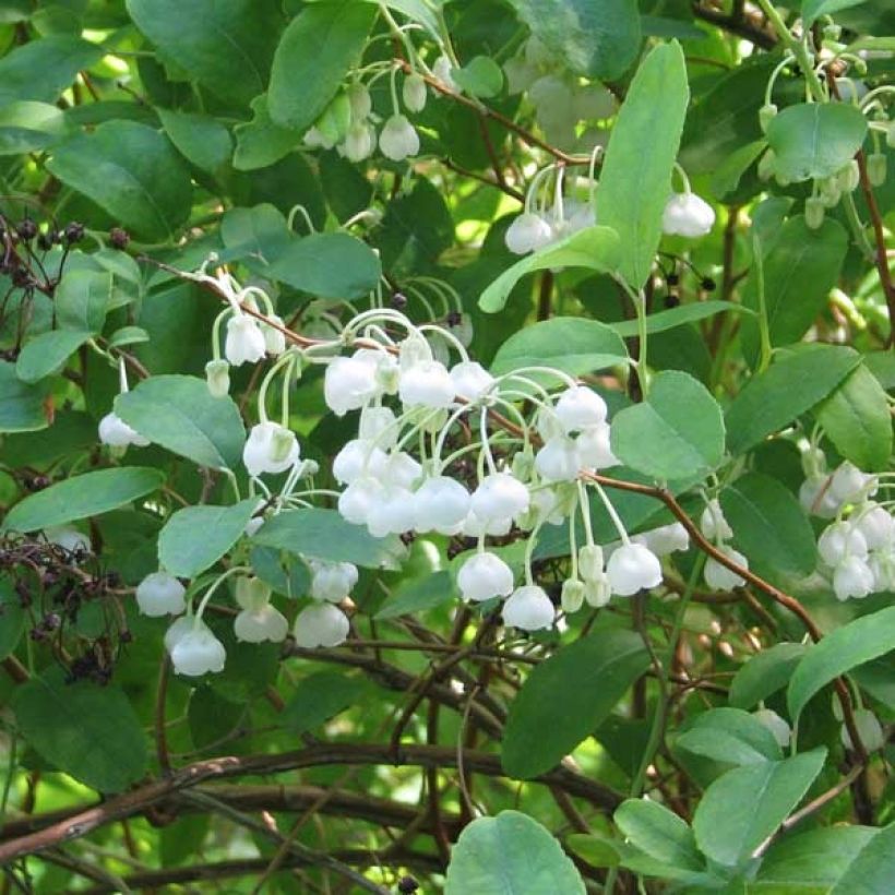 Zenobia pulverulenta Blue Sky - Muguet en arbre (Flowering)