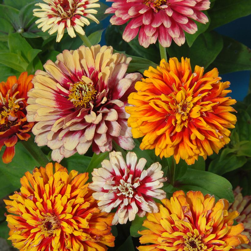 Graines de Zinnia elegans Whirlygig Mixed (Flowering)