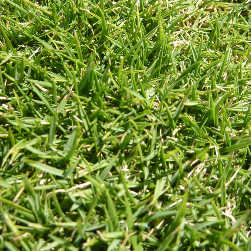 Zoysia tenuifolia - Gazon des Mascareignes (Foliage)