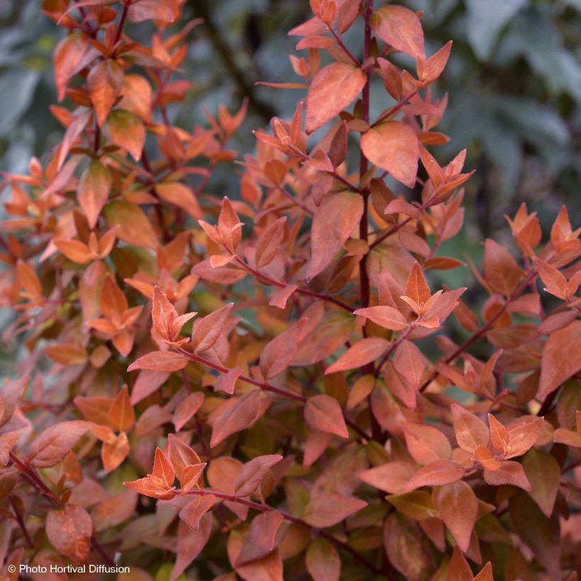 Abelia grandiflora Caramel Charm - Abélia à grandes fleurs (Plant habit)