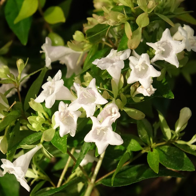 Abelia grandiflora Caramel Charm - Abélia à grandes fleurs (Flowering)