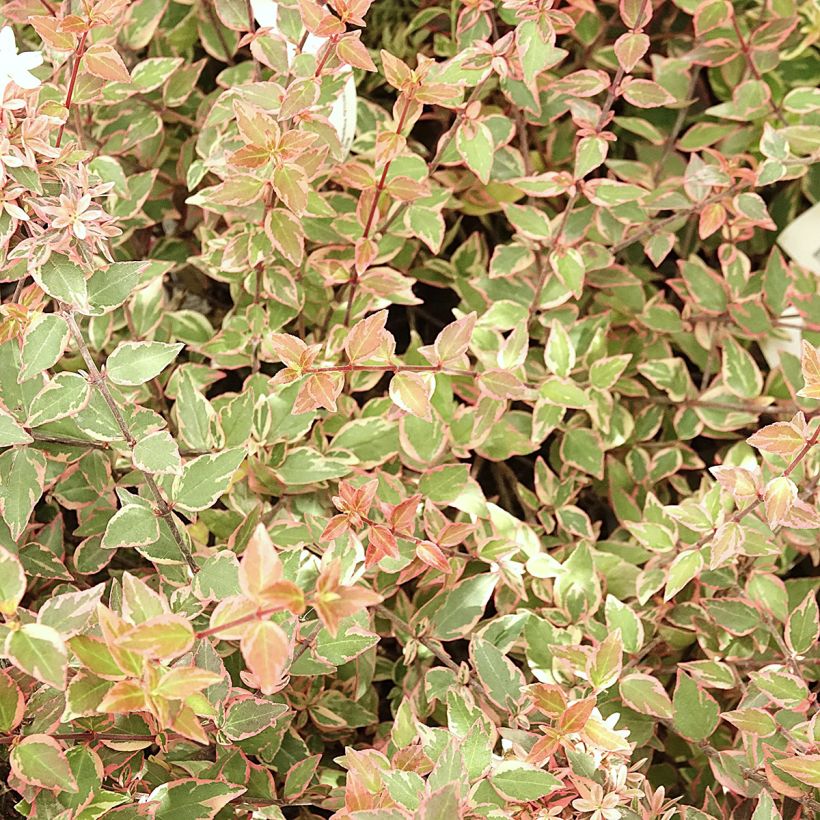 Abélia grandiflora Psykedelik (Foliage)
