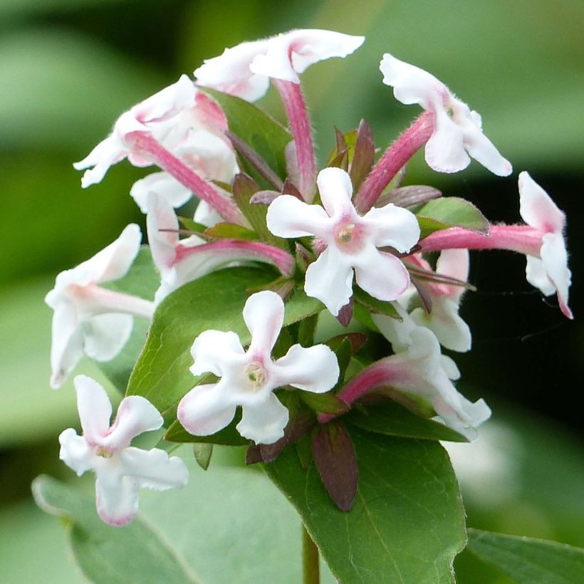 Abelia mosanensis Monia - Abélia parfumé (Flowering)