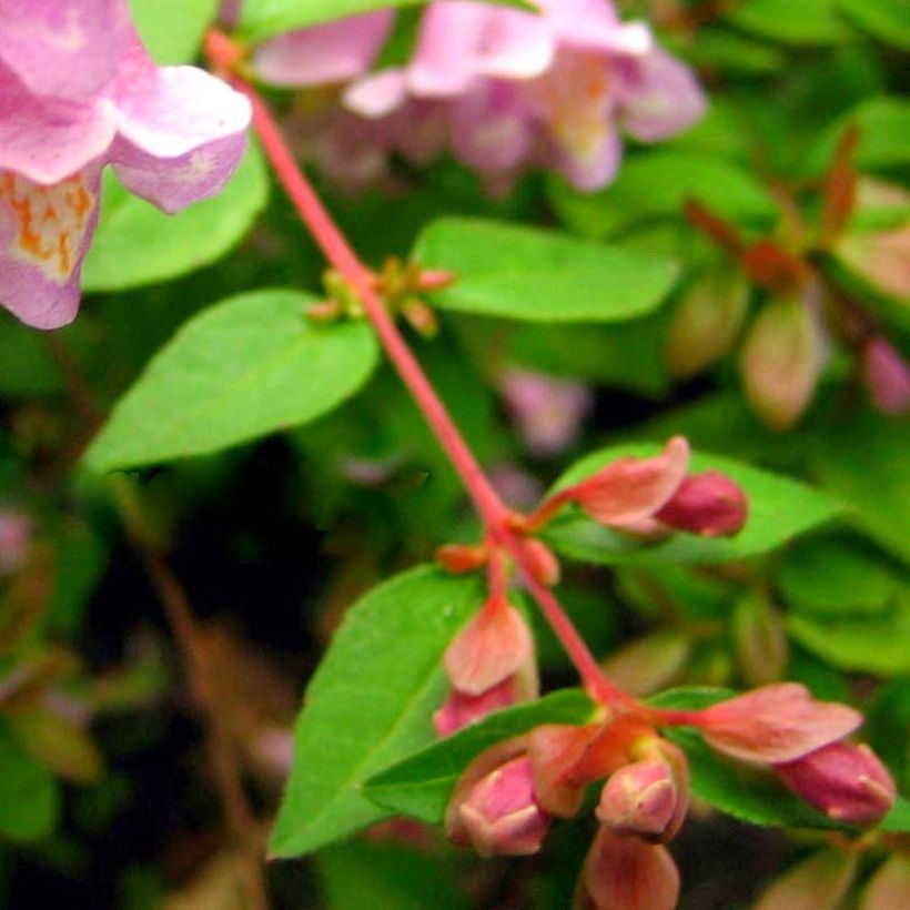 Abelia parviflora Bumble Bee (Foliage)