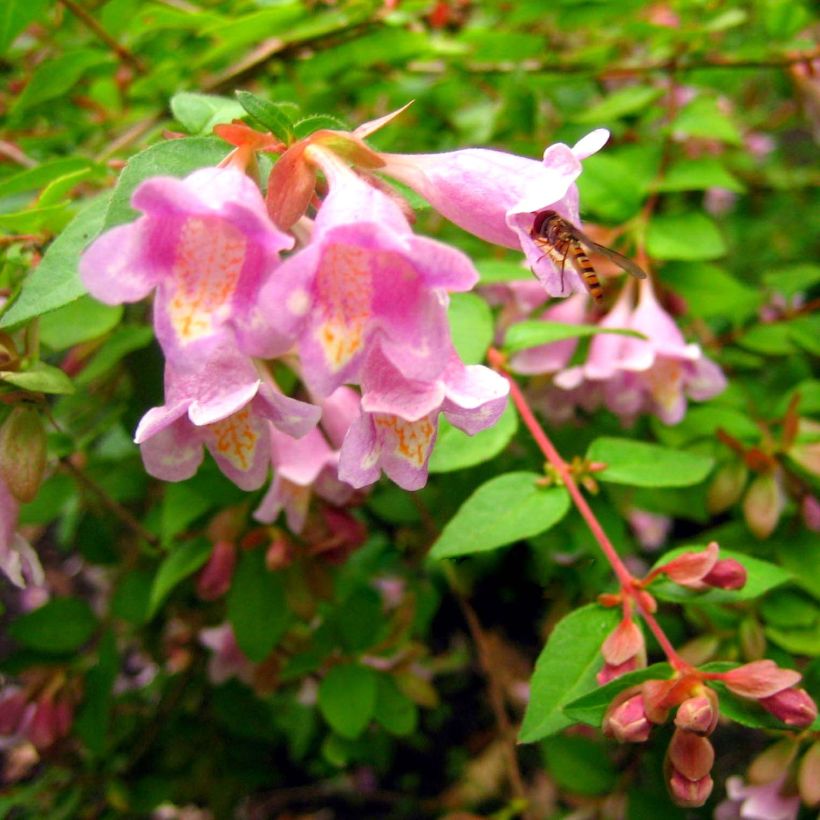 Abelia parviflora Bumble Bee (Flowering)