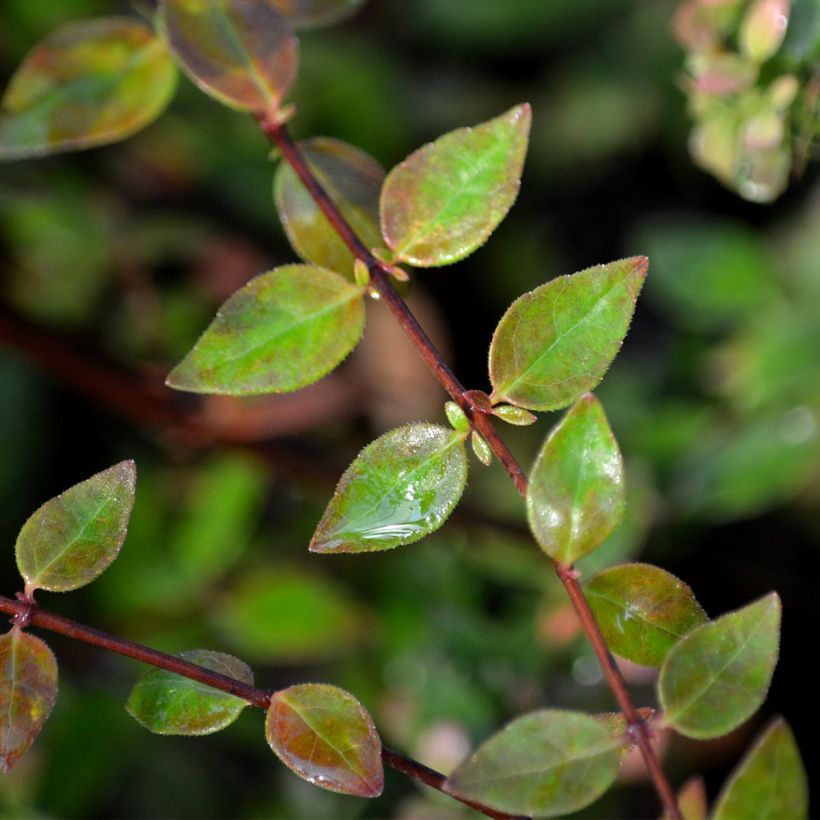 Abelia Petite Garden 'Minedward' (Foliage)