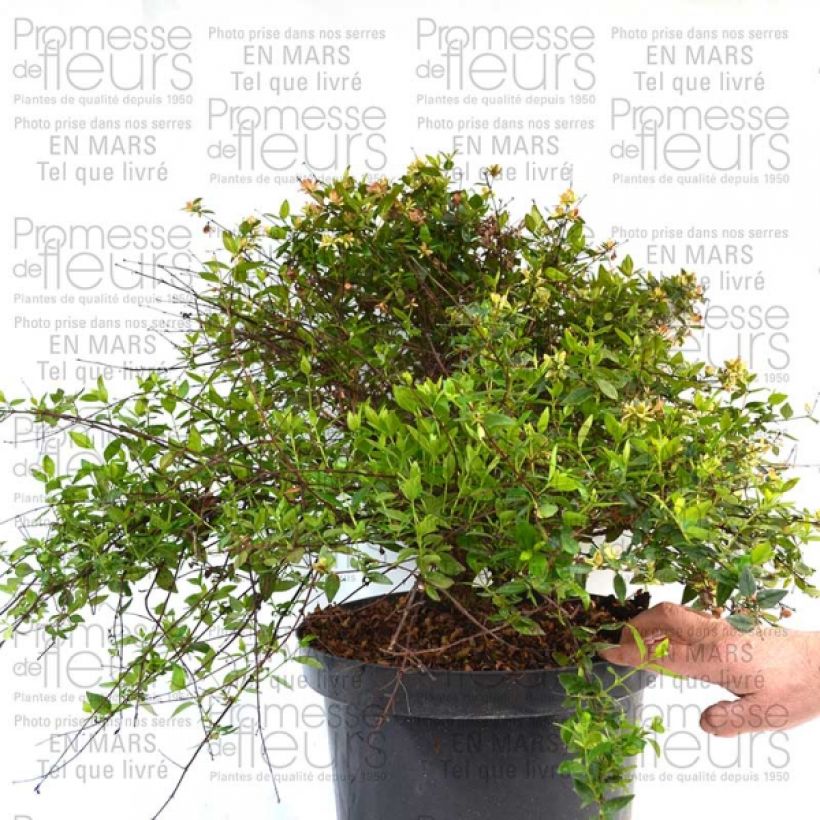 Example of Abelia Petite Garden 'Minedward' Pot de 2L/3L as you get