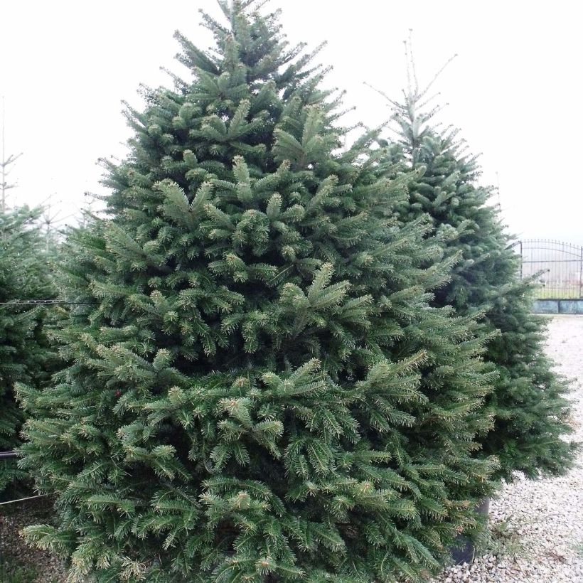 Sapin de Noël de Nordmann - Abies nordmanniana (Plant habit)