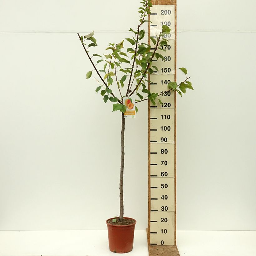 Example of Abricotier Bergeron Pot de 7,5L/10L, Demi-Tige as you get in ete