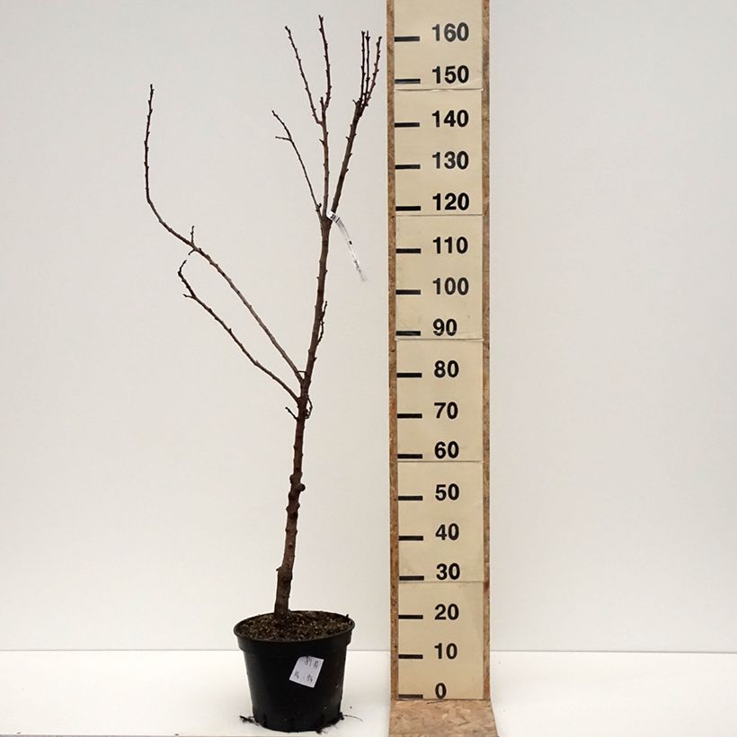 Example of Abricotier Bergeval Pot de 12L/15L, Gobelet as you get in hiver