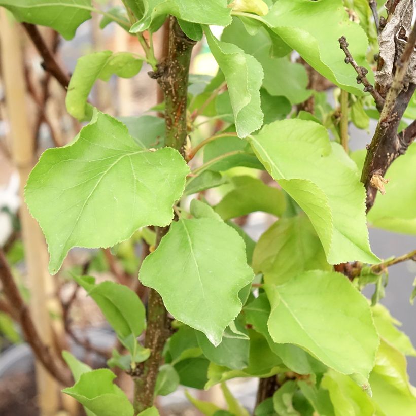 Abricotier Canino (Foliage)