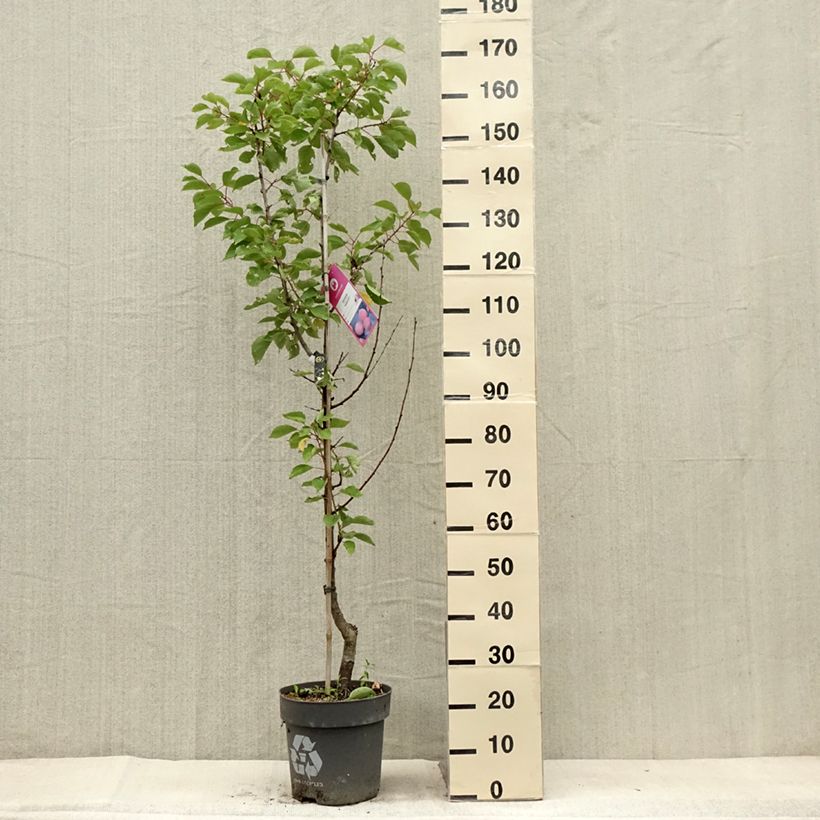 Example of Abricotier Goldrich Pot de 7,5L/10L, Gobelet as you get in ete
