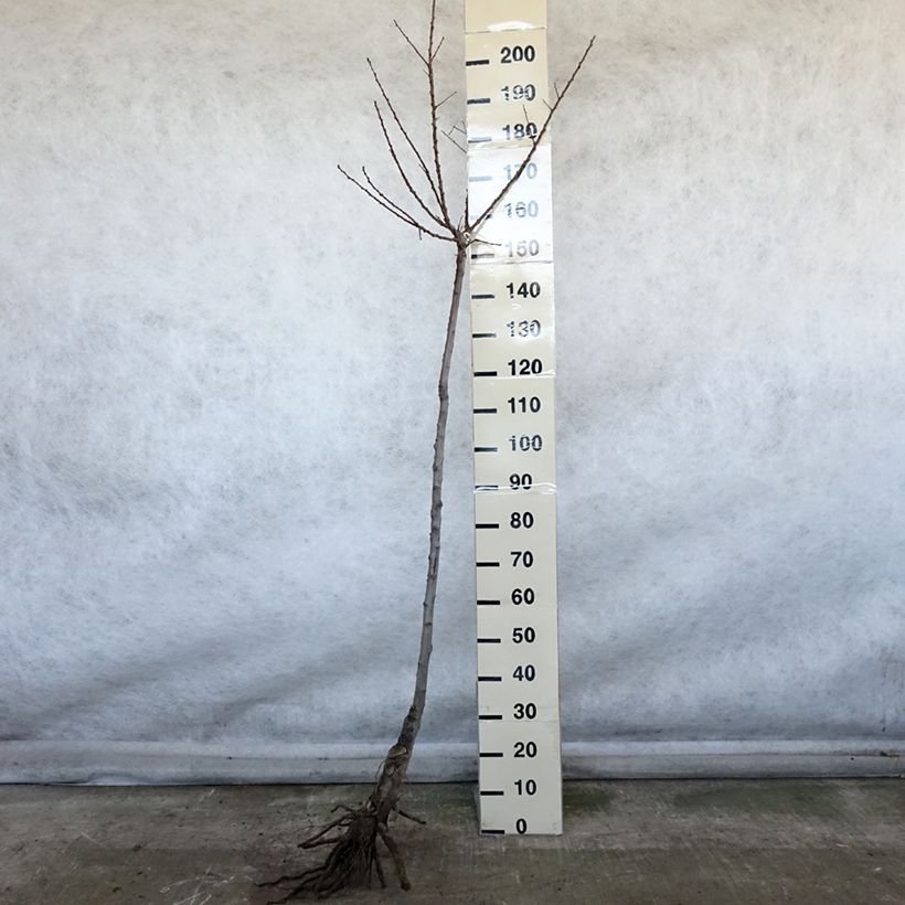 Example of Abricotier Luizet  Grandes Racines nues, Demi-Tige as you get in hiver