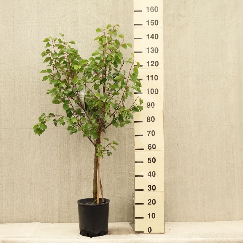 Example of Abricotier Luizet  Pot de 7,5L/10L, Gobelet as you get in ete