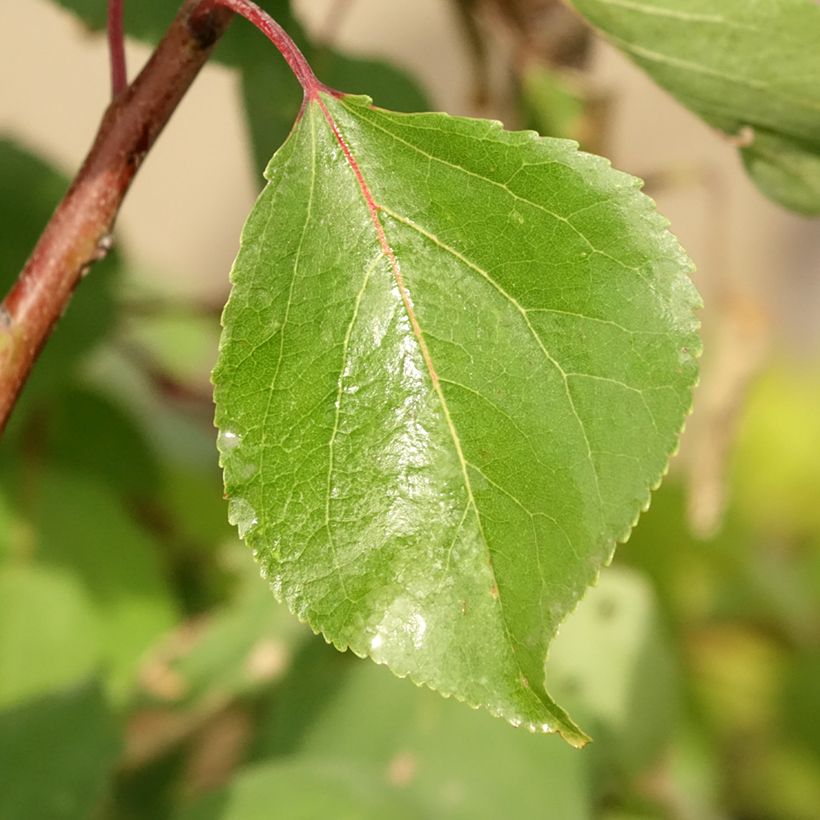Abricotier Luizet  (Foliage)
