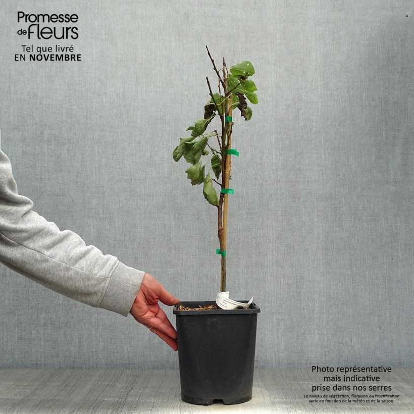 Example of Abricotier nain Fruit Me Apricot Me Pending Pot de 4L/5L, Nain as you get in automne
