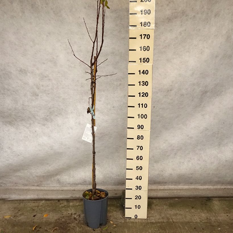 Example of Abricotier Polonais Pot de 7,5L/10L, Demi-Tige as you get in automne