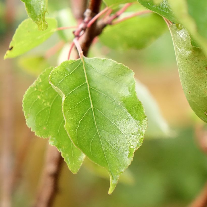 Abricotier Polonais (Foliage)